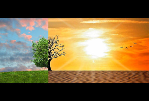 Cómo Afecta el Clima a la Calidad del Vino